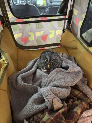 Rescued-Owls
