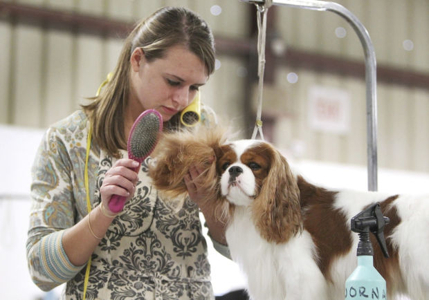 Coyote Classic dog show