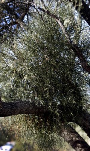 Mistletoe: parasite, seldom a killer   