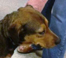 Adopt A Friend: Sugar Bear