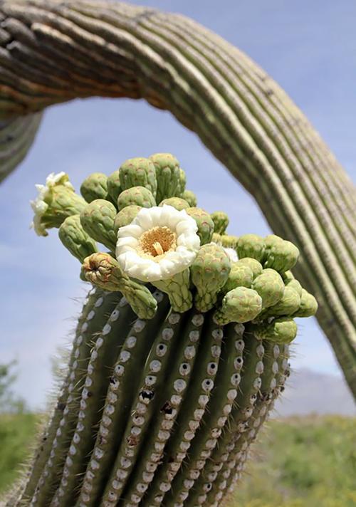 Saguaro blooms 2023 (copy)