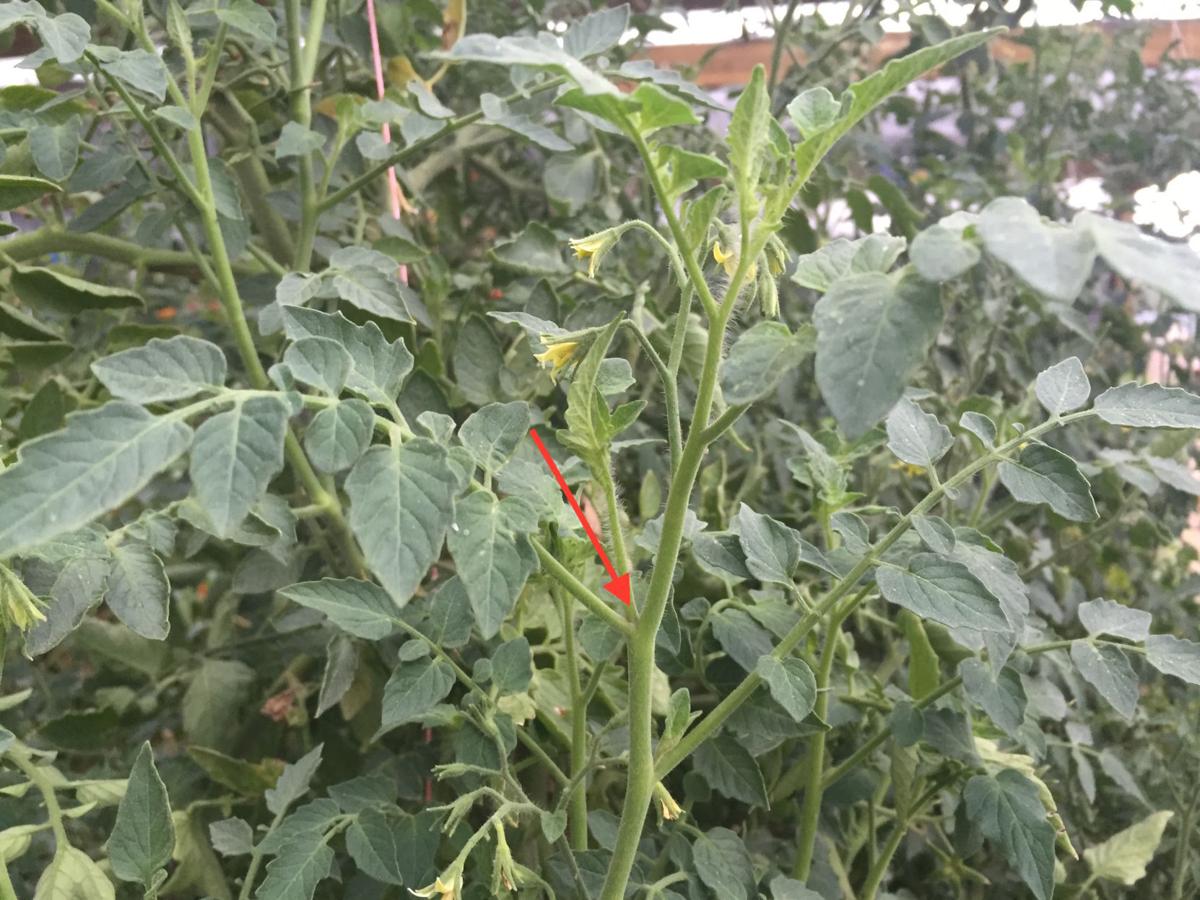 Garden Sage: tomato sucker