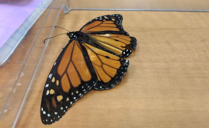 Monarch butterfly flight