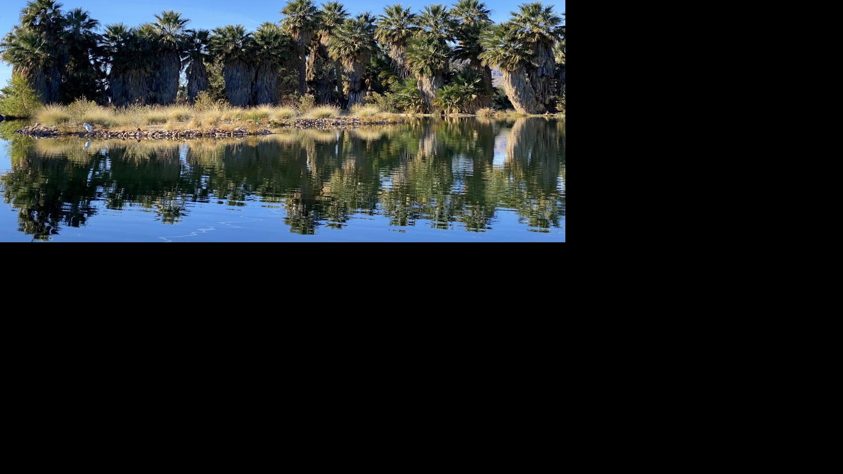 Taking care of palm trees in Tucson