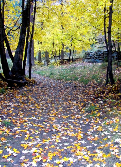 Autumn leaves carpet trail