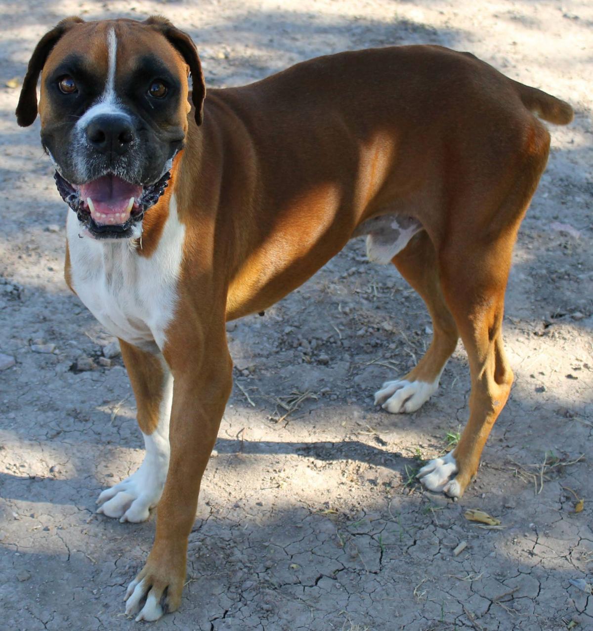 Dexter - Boxer