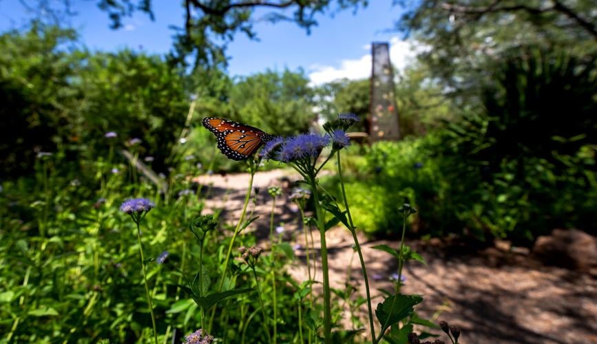 Tucson Botanical Gardens