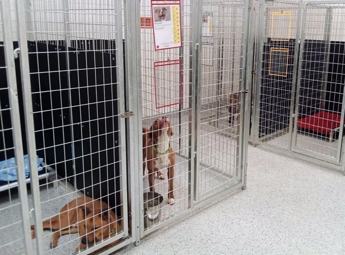 PACC opens pet adoption center on Tucson's east side
