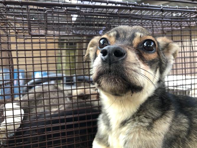 Pima Animal Care Center