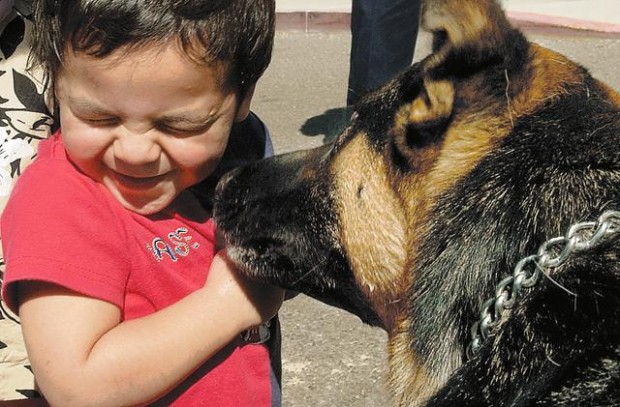 Miko's death a lesson in police dogs' merits  