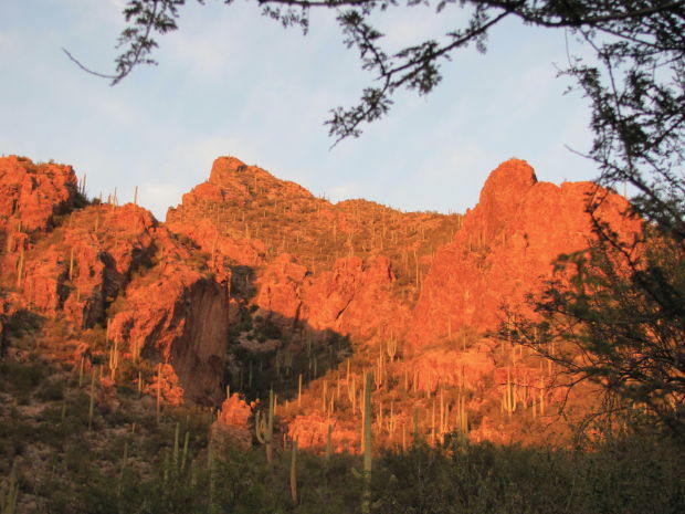 Sunset light in Ventana Canyon