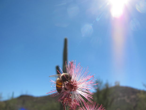 Bee and blooms