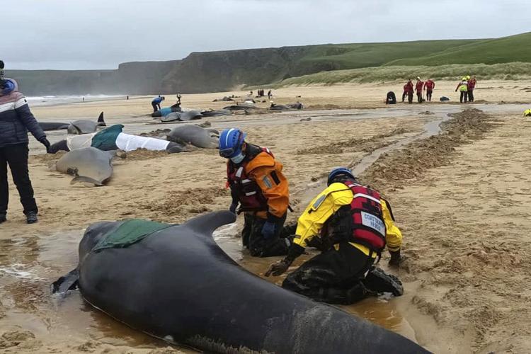 Britain Stranded Whales