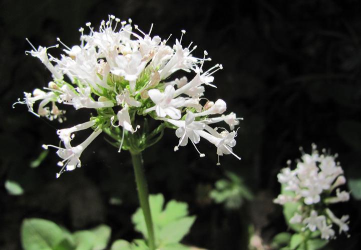 17 gMountainSpring p2