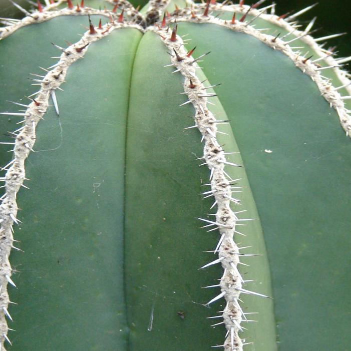 Cactus Develop A Sun Tolerance On One Side Tucson Com