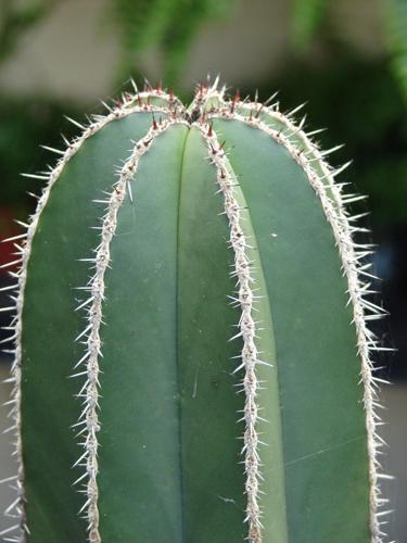 Cactus develop a sun tolerance on one side