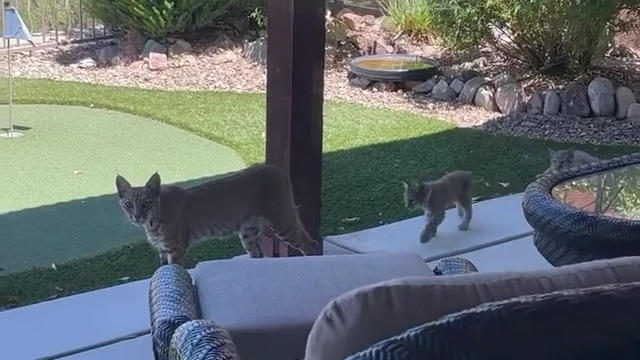 Bobcat Sneaks Into NJ Home 