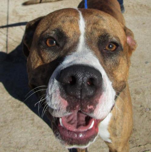 Adopt A Friend: Bailey