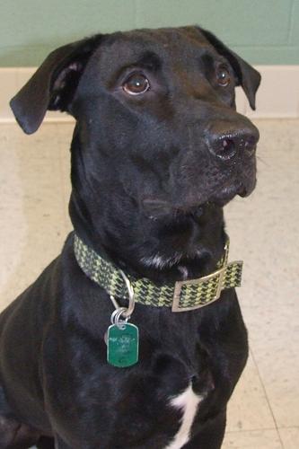 Adopt a Friend: Curtis