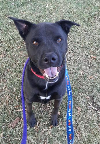 Adopt a friend: Tiberius