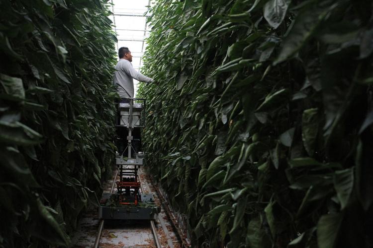 Mexico looks to high-tech 'agroparks' to drive agricultural future