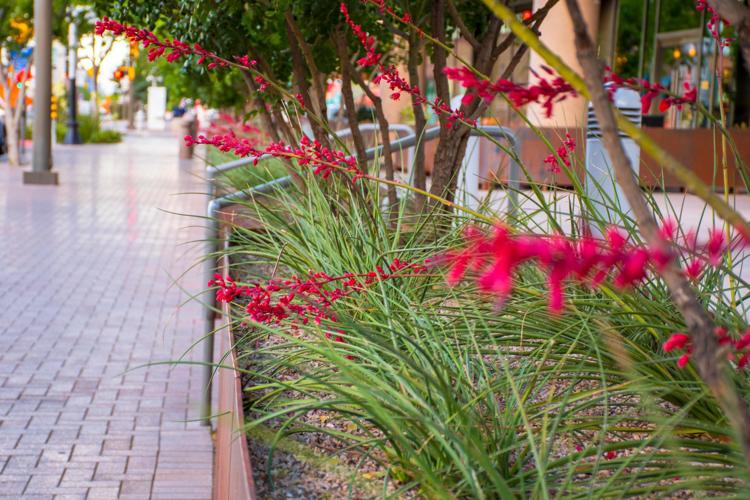 Santa Rita Landscaping at Unisource-TEP.