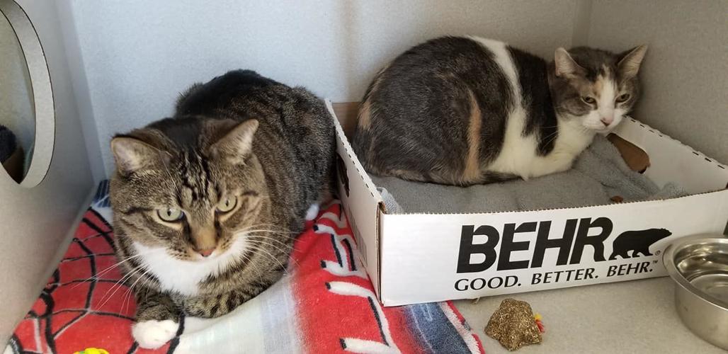 Adopt a friend: Alsay and Halsey