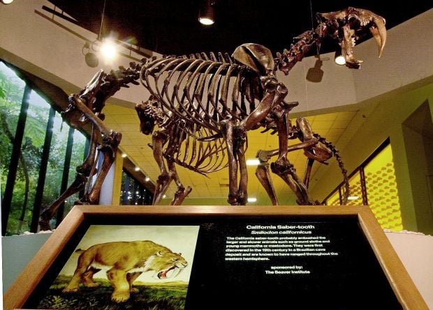 saber tooth tiger fossil
