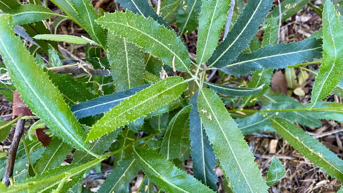 Plant of the month: Arizona rosewood | Home & Garden Plant of the month: Arizona rosewood | Home & Garden