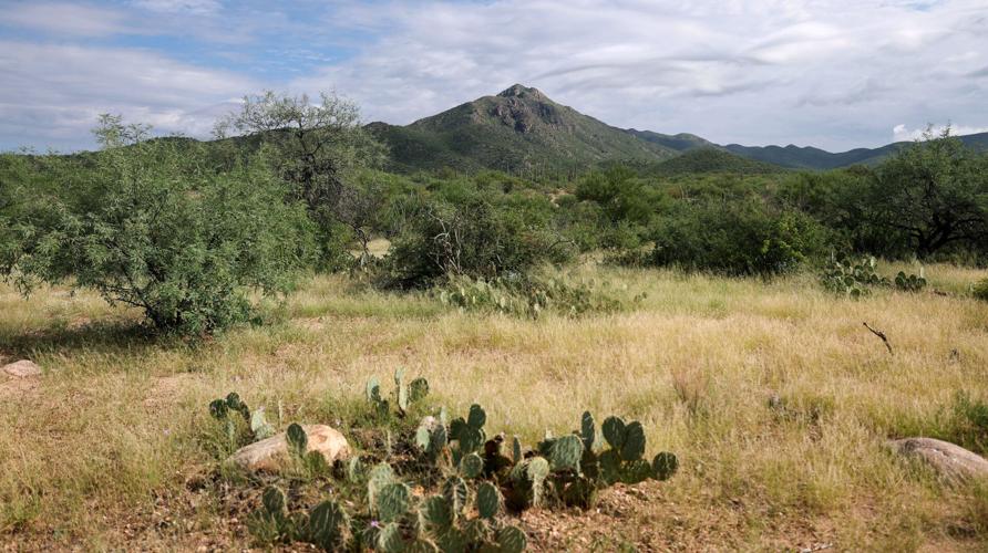 Saguaros marked for removal on Tohono O'odham Nation as tribe fights wall