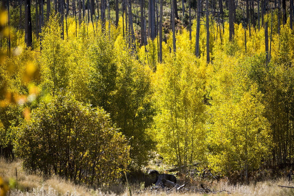 Here are some places to see fall colors in the Catalina Mountains