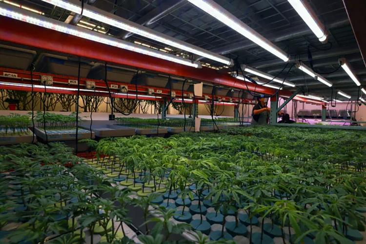 Arizona company pioneers aeroponic cannabis cultivation