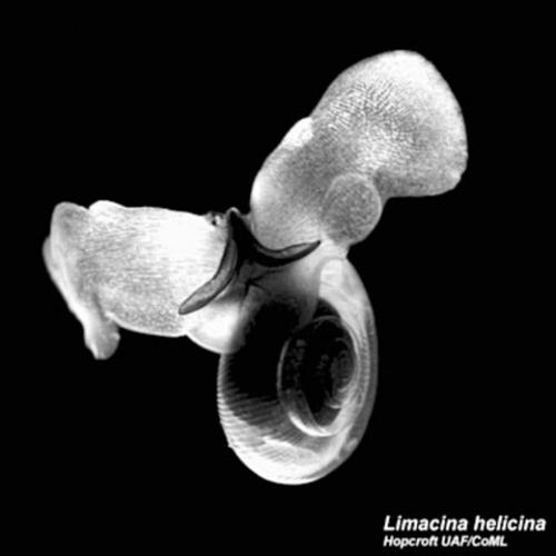 Astonishingly rich marine life in polar oceans  