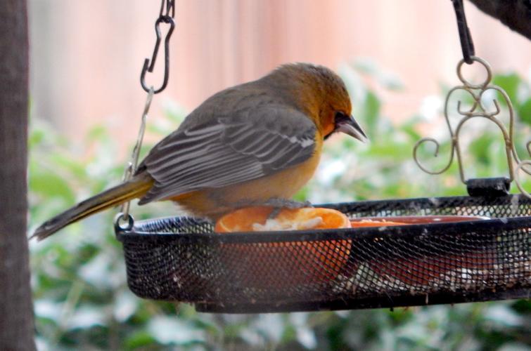 Streak-Backed Oriole