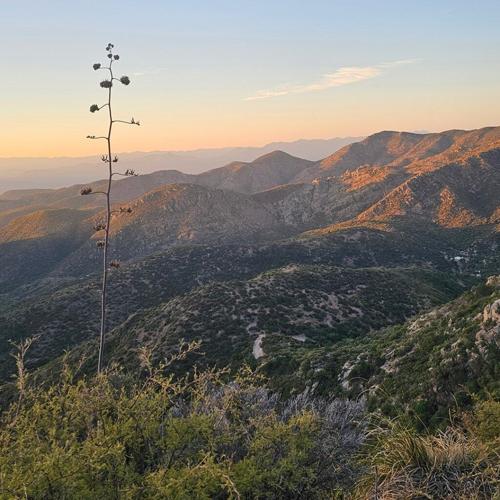 Our First Time Spring Seeking in Sierra San Diego