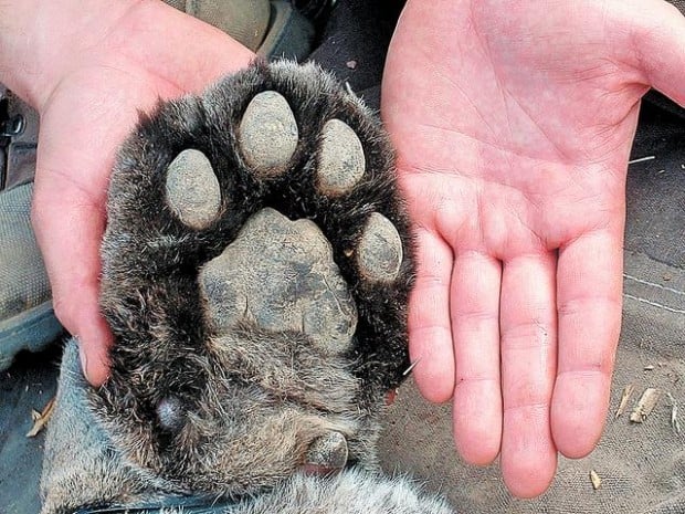 How close do mountain lions come to you?  