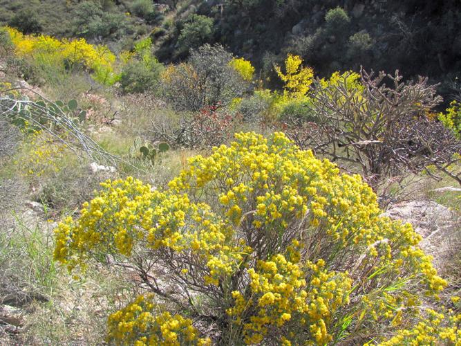 Yellow hues of autumn