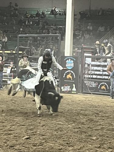 Kids' mini-bull-riding competition at stock show.