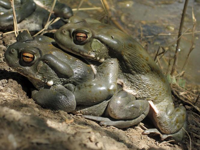At monsoon time, Tucson's toads go looking for love — and maybe a swim