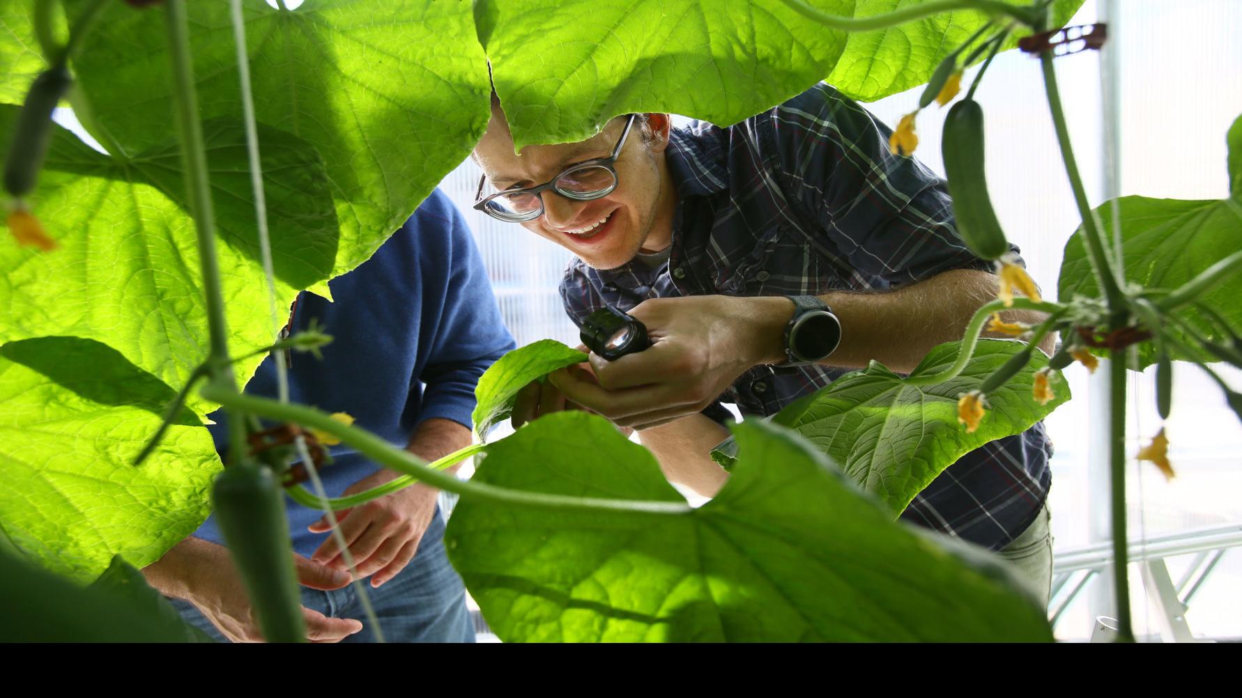 University Of Arizona Rooftop Greenhouse Helps Feed Students Staff In Need Latest News Tucson Com