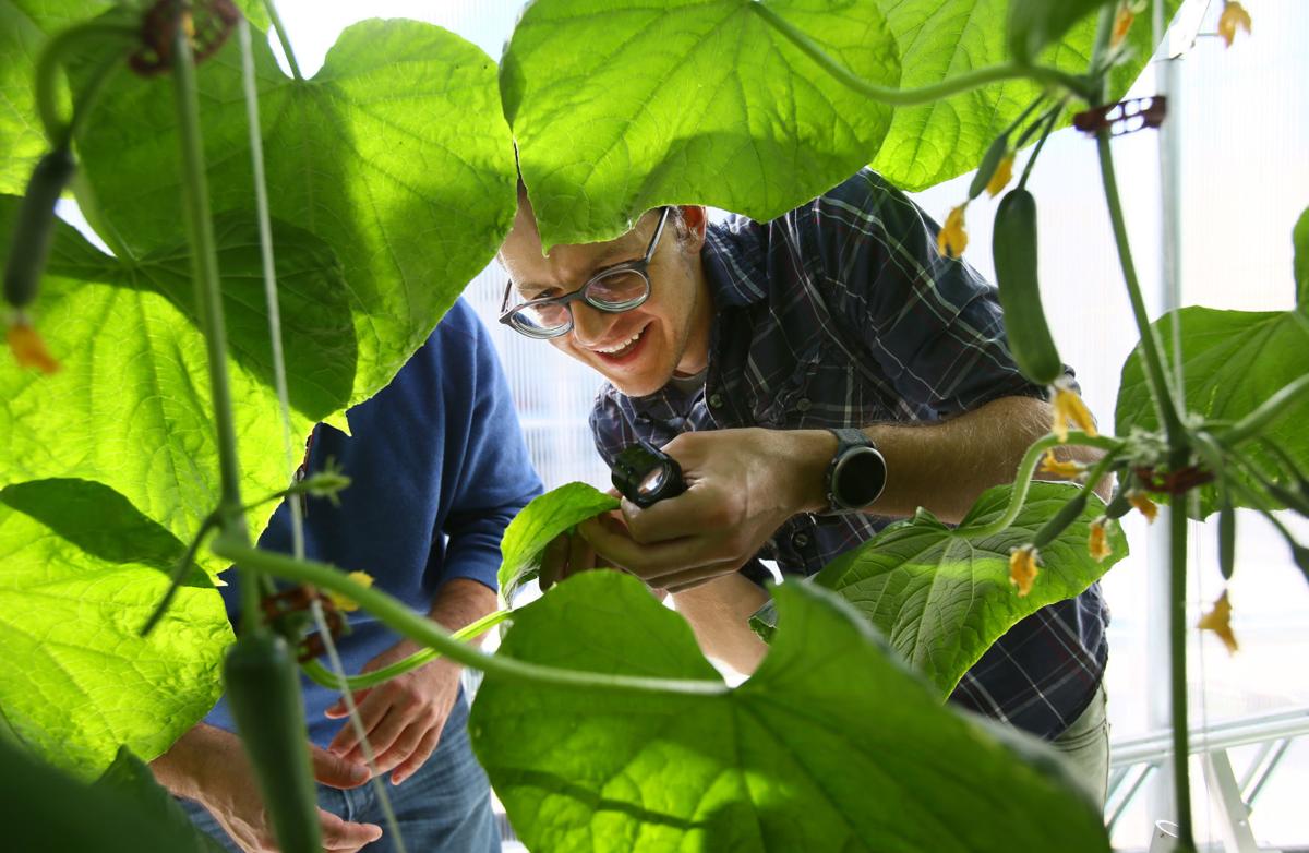 University Of Arizona Rooftop Greenhouse Helps Feed Students