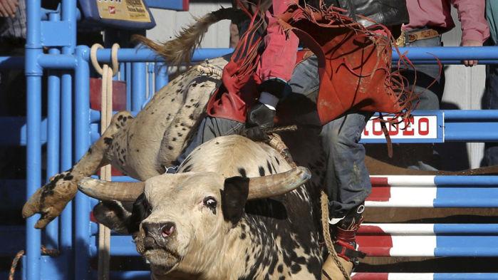 Bull rider shrugs off risk of injury