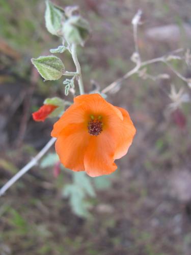 Globemallow