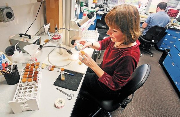 Tiny insects have big role in UA research  