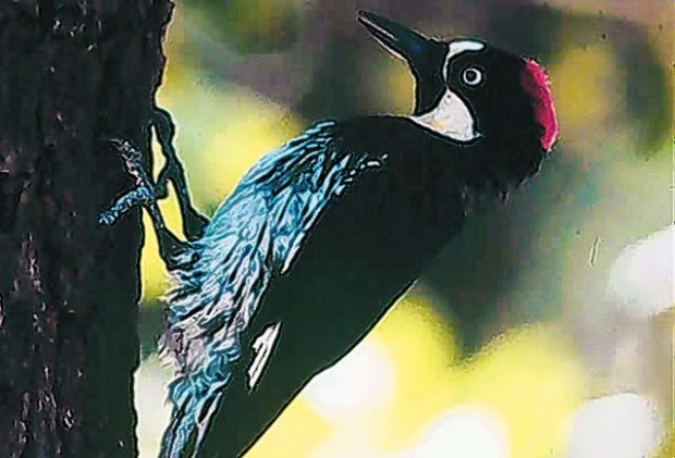 Acorn woodpecker is a delight  