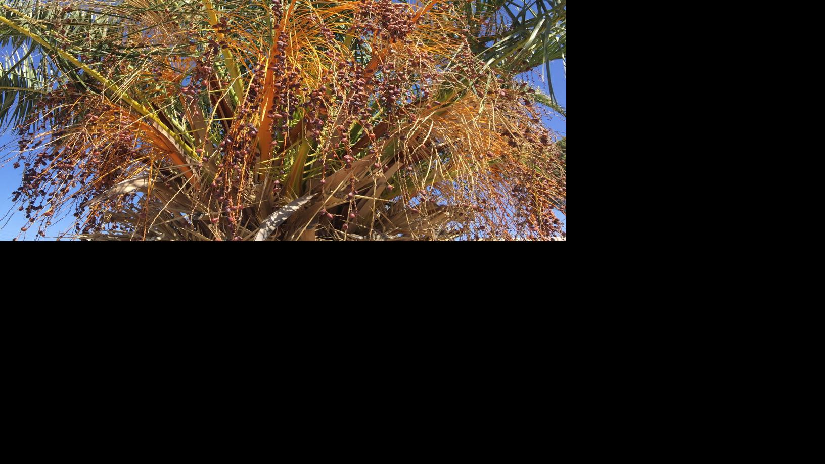 When to trim palm trees