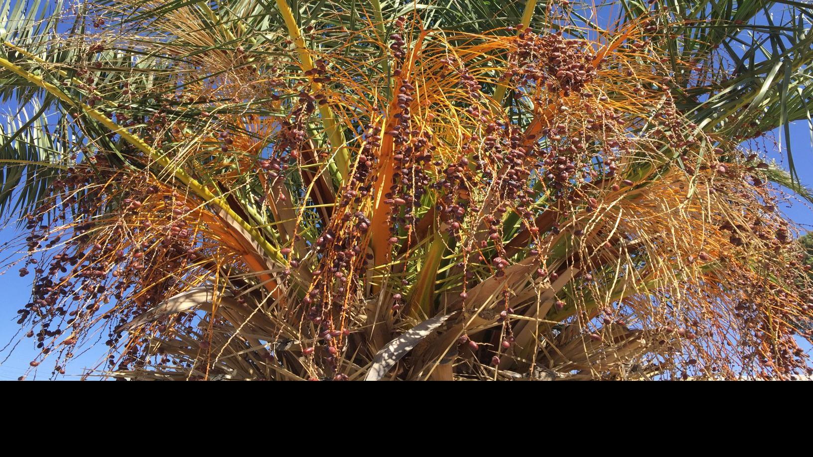 When To Trim Palm Trees Tucson Com