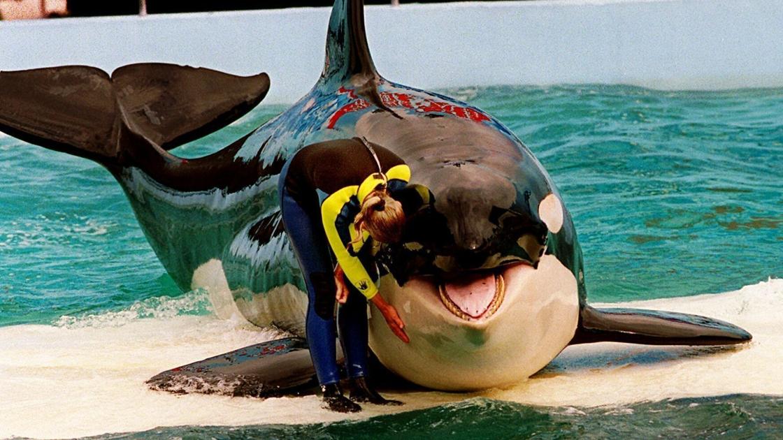 Caregivers say returning orca Lolita — also known as Tokitae — to her home waters is risky