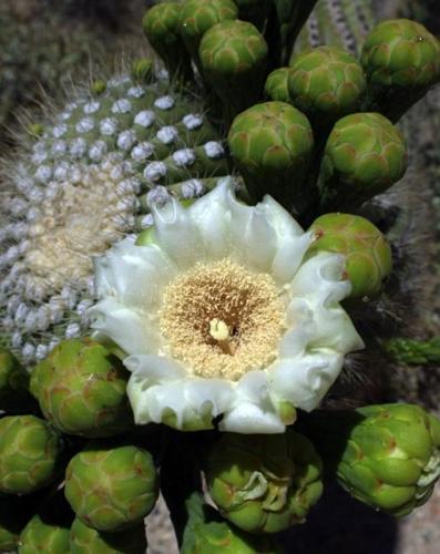 Saguaro flowers 