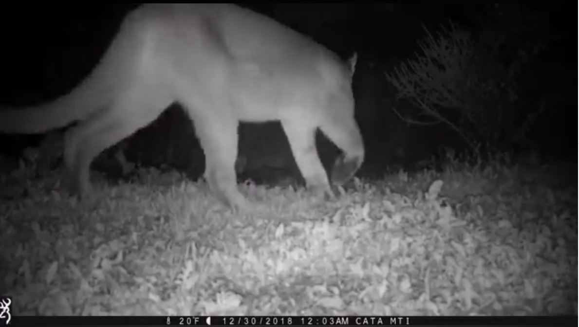 Mountain lion sighting